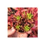 cantropikal Sedum Rubrotinctum, Güneşte Kızaran Sukulent