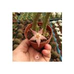 cantropikal Stapelia Divaricata, Pembe Çiçek Açan Sukulent Leş Kaktüs