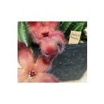 cantropikal Stapelia Flavirostris - Devasa Çiçek Açar - Leş Kaktüs