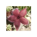 cantropikal Stapelia Grandiflorus - Leş Kaktüs