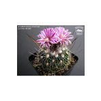 cantropikal Stenocactus Lloydii, Mor Çiçek Açan Kaktüs Sukulent