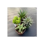 cantropikal SUKULENT_HAWORTİA_4'LÜ _ 5.5 saksıda