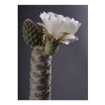cantropikal Tephrocactus Articulatus Var. Diadematus Beyaz Çiçek Açan Kaktüs