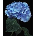 Canvas Hobby Canvas Cennet Çiçeği 50x65 cm Rulo Sayılarla Boyama Seti