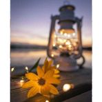 Canvas Hobby Canvas Işıltılı Kasımpatı 40 x 50 cm Kasnaklı Sayılarla Boyama Seti