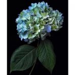 Canvas Hobby Cennet 2 Çiçeği 70 x 90 cm Sayılarla Boyama Seti