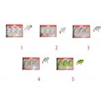 Captain 3563 1075 FD Orient Soft 9 cm Levrek Silikonu 3'lü Set Suni Balık