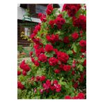 Çardak Kırmızı Gül Fidanı 1 ADET Saksılı/Tüplü 50-80Cm