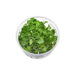 Cardamine Lyrata In Vitro Canlı Bitki
