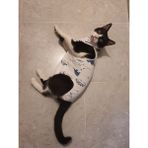 Carites Ameliyat Sonrası Yara Bölgesini Koruyan Kedi Tulumu - Beyaz - XL