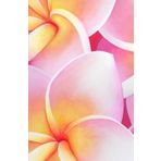 Carnet de Notes Tropical : Fleurs de Plumeria Roses et Blanches: 128 pages lignées, couverture reliée, rigide, et brillante, création artistique par Aline Belliard