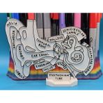 Casey 3D Store Beyin Nöro Anatomisi Eğitim Boyama Figürü – Eğitici 3D Sanat & Hobi Oyuncağı - Kulak Anatomisi - Beyaz