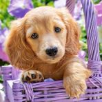 Castorland 103799 Sepetteki Sevimli Köpek 1000 Parçalık Puzzle