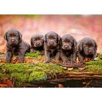 Castorland 120 Parça Yavru Köpekler Çocuk Puzzle