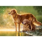 Castorland 180 Parça Golden Köpekler Çocuk Puzzle