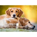 Castorland Ebedi Arkadaşlık 260 Parça Puzzle