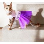 Cat Eflatun Sevimli FareTütülü Kedi Elbisesi (2XLarge / 5,5 - 8 kg )