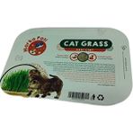 Cat Grass Kedi Cimi