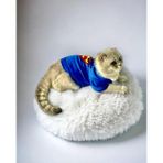 Cat Superman Kedi Tişört (XSmall 1,5 - 2,5 Kg için)