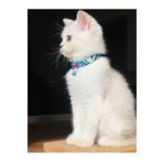 CAXBERN Ayarlanabilir Renkli Graffiti Kedi Ve Küçük Irk Köpek Tasması (ZİL RENKLERİ DEĞİŞEBİLİR)