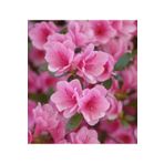 CC AÇELYA ÇİÇEĞİ ( PEMBE ) 30-50 Cm