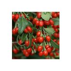 CC Kırmızı Goji Berry Fidanı Kurt Üzümü 100-150 Cm Arası Açık Kök (20 Adet)