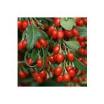CC Kırmızı Goji Berry Fidanı Nq1 Kurt Üzümü 100-150 Cm Arası 5 Yaş
