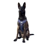 Cecepet Cool Walk Premium Köpek Göğüs Tasması S