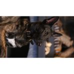 CecePet Mihos Handmade Deri Köpek Tasması Açık Kahve L (46-55 Cm) Cl-Mı-T-L