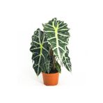 Cemre Garden Alocasia Polly - Fil Kulağı Amazanica - Ev Ofis Salon Iç Mekan Bitkisi - 40 Cm