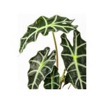 Cemre Garden Alocasia Polly - Fil Kulağı - Ev Ofis Salon Iç Mekan Bitkisi - 30 Cm
