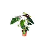 Cemre Garden Anthurium Black Love - Siyah Antoryum Flamingo Çiçeği - Ev Ofis Salon Iç Mekan Bitkisi - 40 Cm
