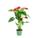 Cemre Garden Anthurium Red - Flamingo Çiçeği Antoryum - Ev Ofis Salon Iç Mekan Bitkisi - 45 Cm