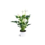 Cemre Garden Anthurium White - Flamingo Çiçeği Antoryum - Ev Ofis Salon Iç Mekan Bitkisi - 40 Cm