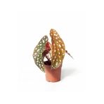 Cemre Garden Begonia Maculata - Çilli Begonya Mini - Ev Ofis Salon Iç Mekan Bitkisi - Ø:7 Cm - H:15 Cm