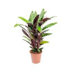 Cemre Garden Calathea Rufibarba Wavestar - Dua Çiçeği Kaladya Xl - Ev Ofis Salon Iç Mekan Bitkisi - Büyük Boy