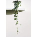 Cemre Garden Ceropegia Woodii - Kalp Kalbe Karşı - Ev Ofis Salon Iç Mekan Bitkisi - 40 Cm
