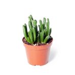 Cemre Garden Crassula Ovata Gollum - Shrek Kulağı Kaktüs Sukulent - Ev Ofis Salon Iç Mekan Bitkisi
