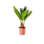Cemre Garden Cycas Revoluta - Japon Sago Palmiyesi 'sikas' Mini - Ev Ofis Salon Iç Mekan Bitkisi - 30 Cm