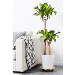 Cemre Garden Dracaena Fragrans Massengena - 2 Gövdeli - Ev Ofis Salon Iç Mekan Bitkisi - 110 Cm