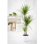 Cemre Garden Dracaena Marginata - 3 Gövdeli Madagaskar Ağacı - Ev Ofis Salon Iç Mekan Bitkisi - 140 Cm