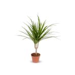 Cemre Garden Dracaena Marginata - Tek Gövdeli Madagaskar Ağacı - Ev Ofis Salon Iç Mekan Bitkisi - 40 Cm