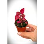 Cemre Garden Iresine Herbstii Purple - Mor Çingene Şalvarı Mini - Ev Ofis Salon İç Mekan Bitkisi - 10 Cm