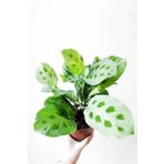 Cemre Garden Maranta Leuconeura Kerchoveana - Maranta Dua Çiçeği - Ev Ofis Salon Iç Mekan Bitkisi