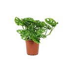 Cemre Garden Monstera Monkey Leaf Monkey Mask - Sarmaşık Deve Tabanı - Ev Ofis Salon Iç Mekan Bitkisi - 30 Cm
