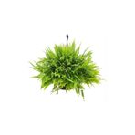 Cemre Garden Nephrolepsis Fujer - Aşk Merdiveni - Ev Ofis Salon Iç Mekan Bitkisi
