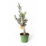 Cemre Garden Olea Europaea - Zeytin Fidanı - Ev Ofis Salon Iç Mekan Bitkisi - 20 Cm