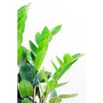 Cemre Garden Zamia Zamioculcas Zamiifolia - Zeze Çiçeği - Ev Ofis Salon Iç Mekan Bitkisi - 40 Cm
