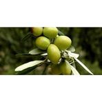 Ceran Tarım Gemlik Zeytin Fidanı
