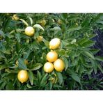 Ceran Tarım Limon Yediveren Fidanı